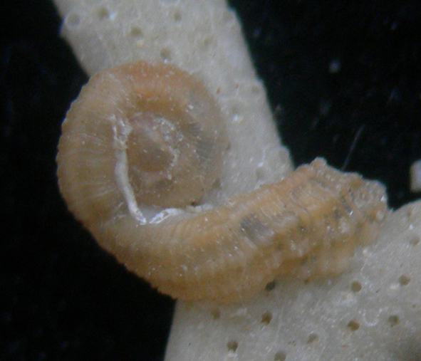 vermetus rugulosus?